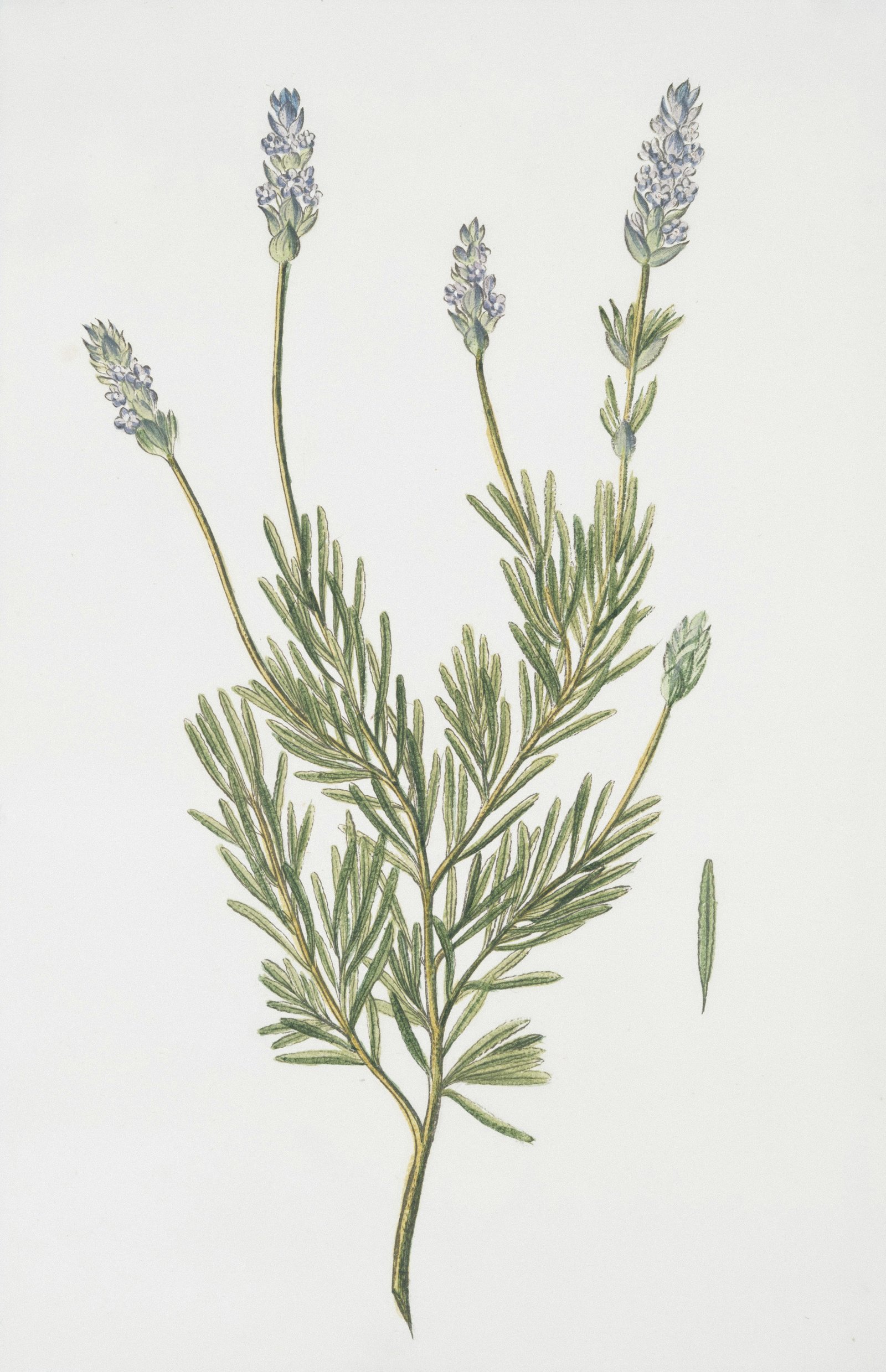 Lavender